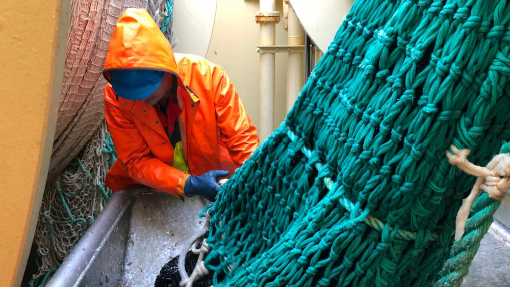 Sildegytetokt 2019 fra trålhal i pos N6742 E0951 sørvestkanten av Røstbanken Her blir fangsten sluppet ned i bingen til fiskelaben Fotograf Jostein Røttingen Copyright tekst Jostein Røttingen Havforskningsinstituttet