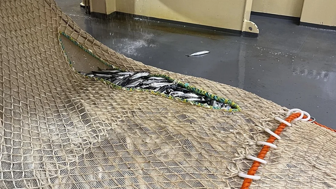 Sild foto Are Salthaug Havforskningsinstituttet jpeg