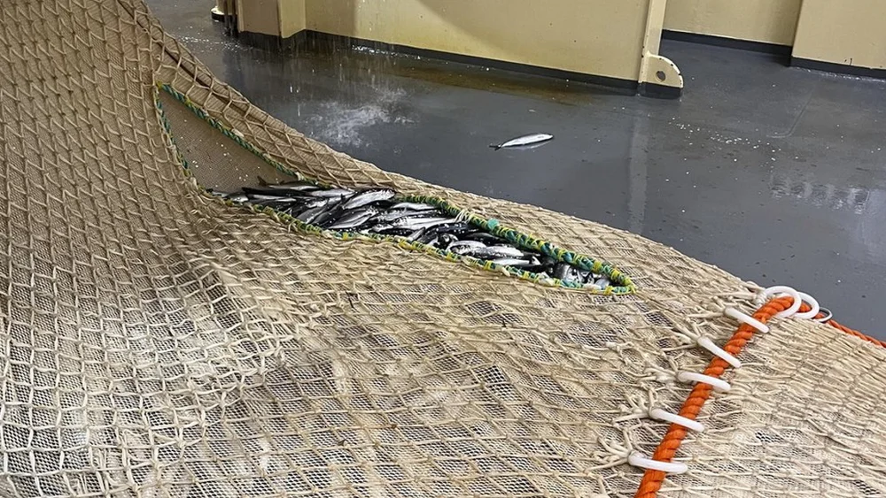 Sild foto Are Salthaug Havforskningsinstituttet jpeg