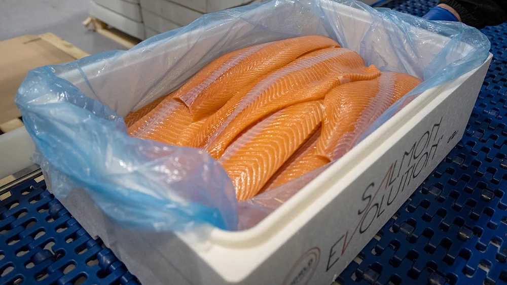 Laks salmon evolution første slakting foto salmon evolution 11