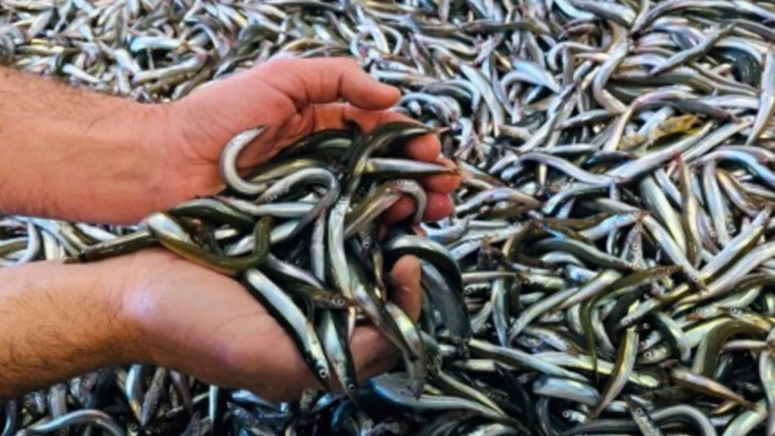 Tobis Foto Ase Husebo Havforskningsinstituttet 1