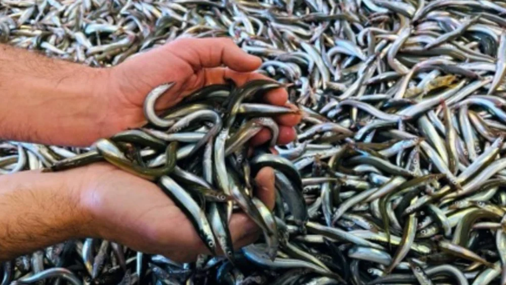 Tobis Foto Ase Husebo Havforskningsinstituttet 1