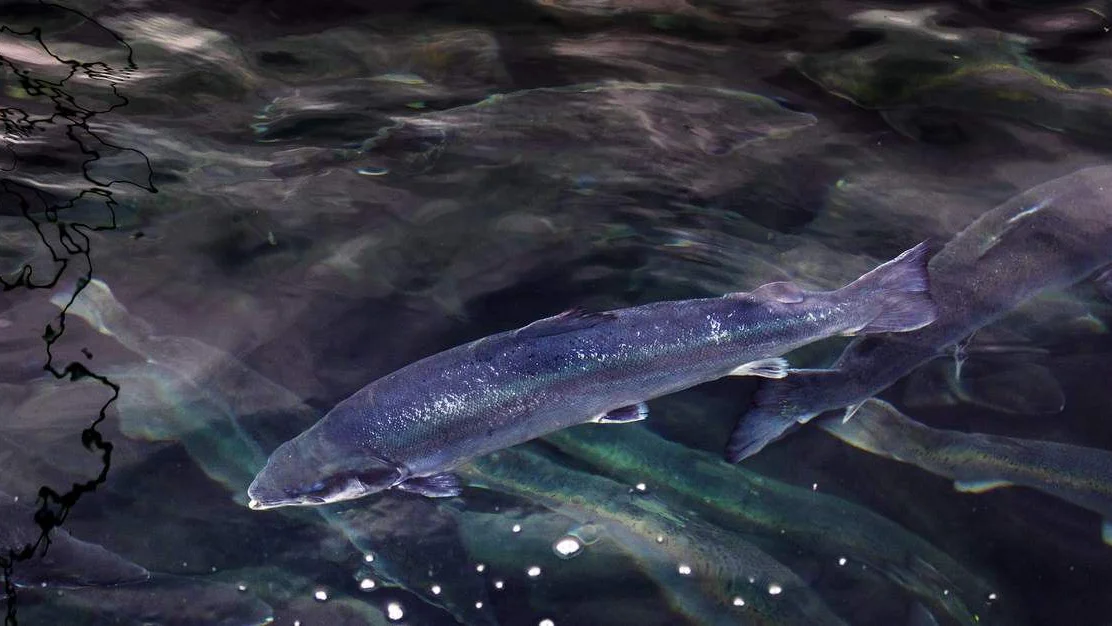 Kan bli slutt paa berekraftig laksefiske paa Vestlandet