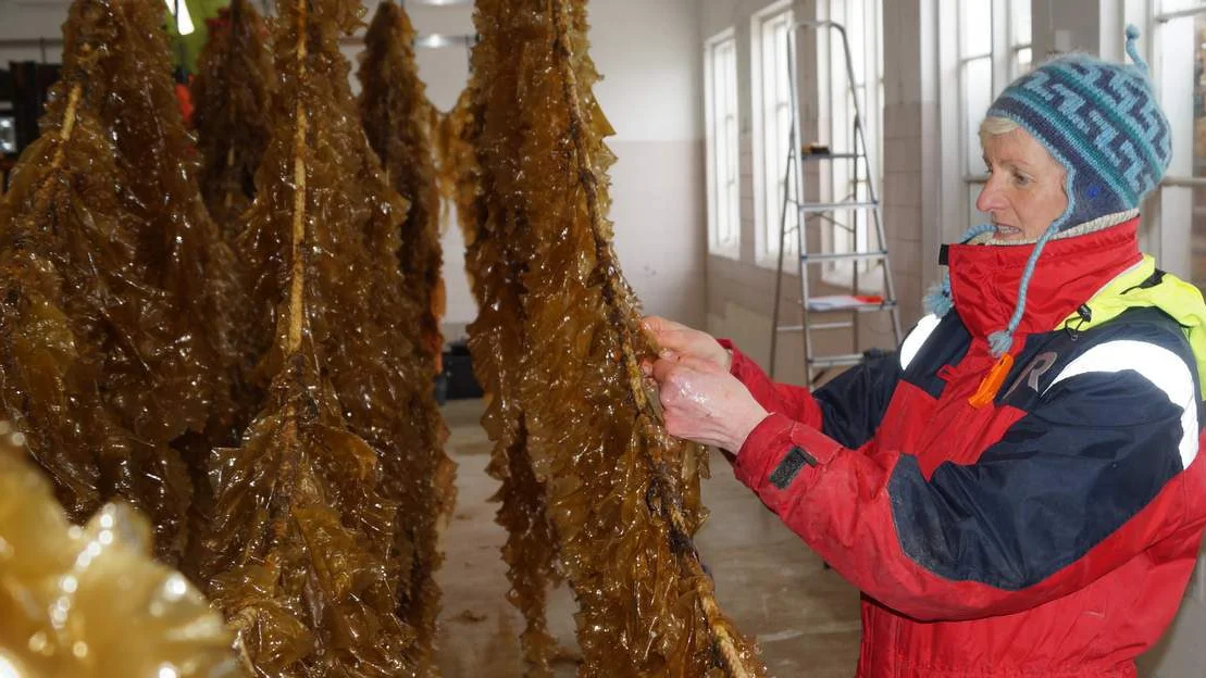 Designpris til Tango Seaweed