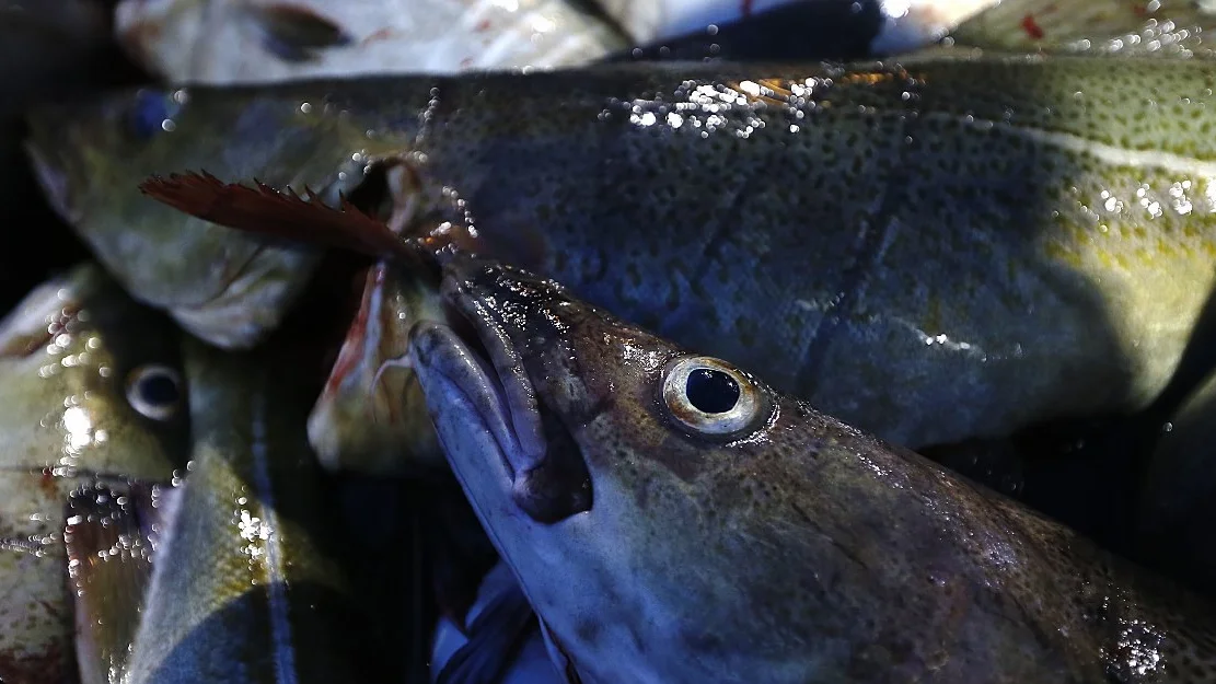 Rekordaar for traalarar