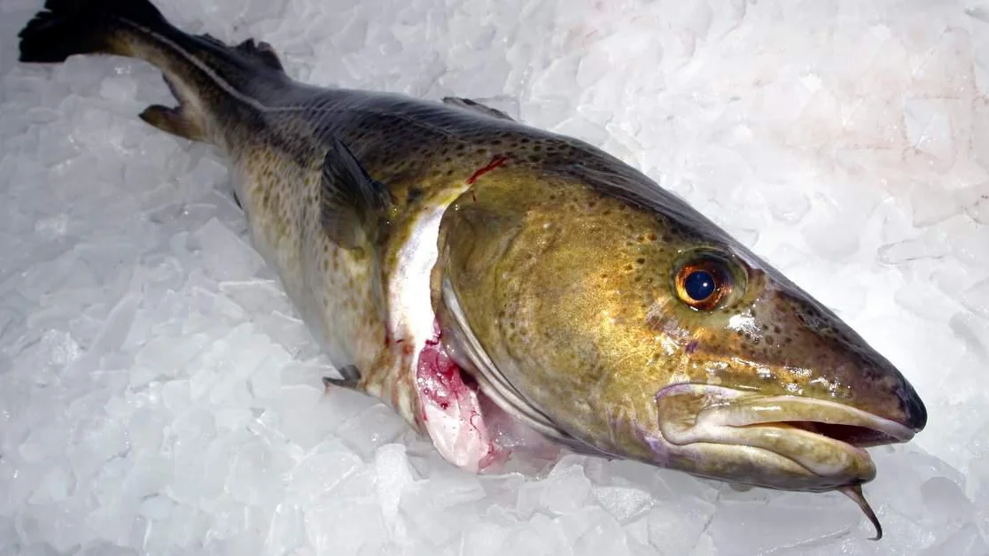 Lakefrysing skal gi betre frosenfisk