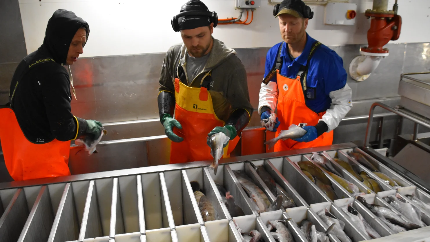Stor interesse for ombordfryst fisk