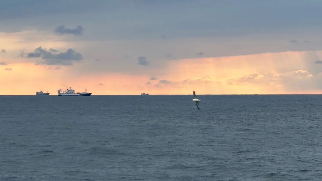 Bater pa felt NSS 08742 Illustrasjonsfoto Torbjorn Hide Norges Sildesalgslag 2024 stikkord sild