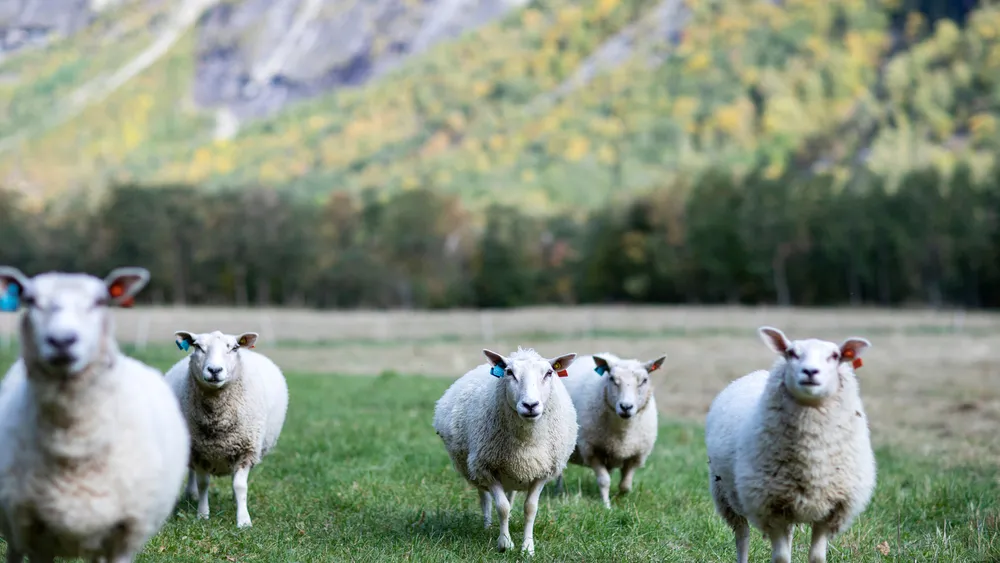 Romsdalsbedrift roper varsko om ull 1