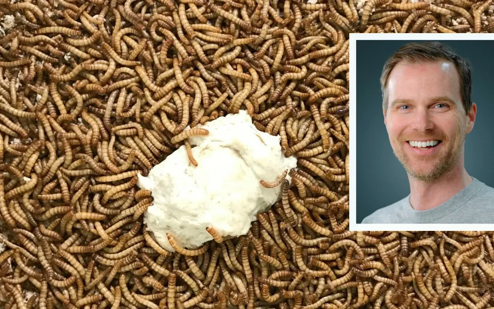 Insekt Norinsect innfelt harald espeland foto Norinsect