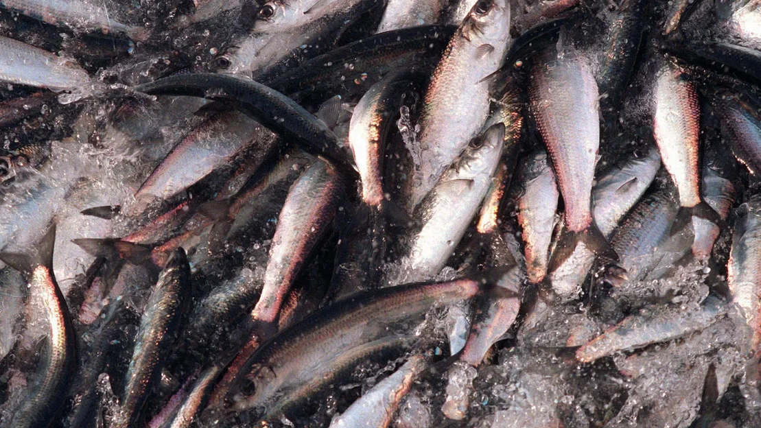 Forvaltningskaos gir troebbel for silda