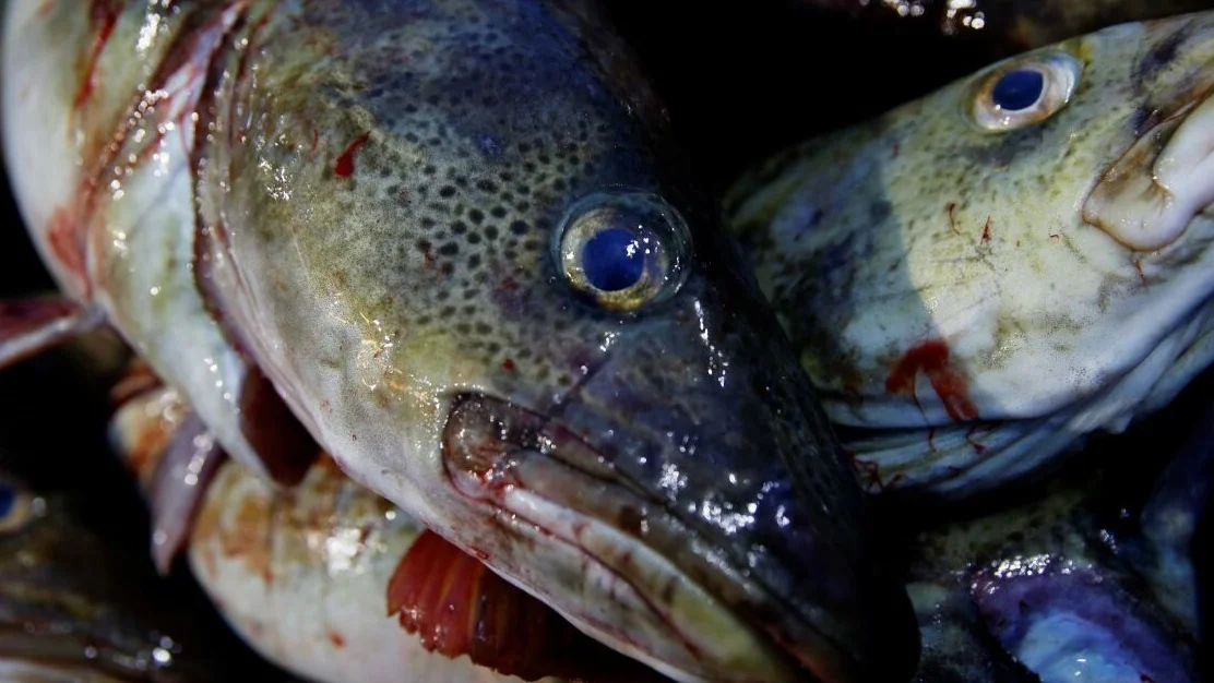Skrei IKKE GJENBRUK FOTO NPK