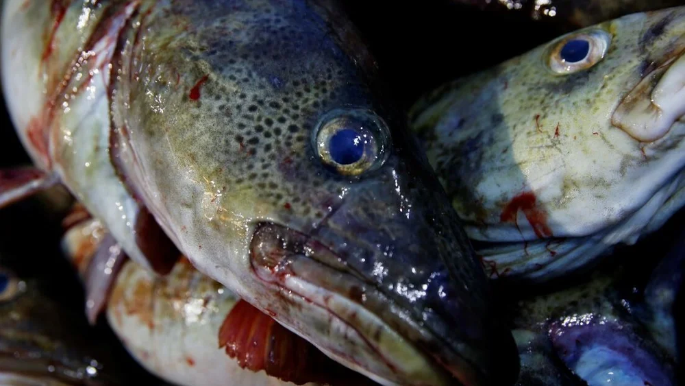 Skrei IKKE GJENBRUK FOTO NPK