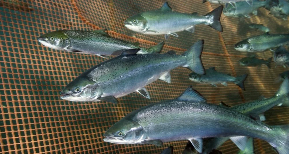 Laks merd foto rudolf svendsen