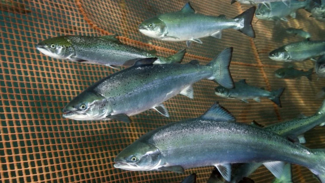 Laks merd foto rudolf svendsen