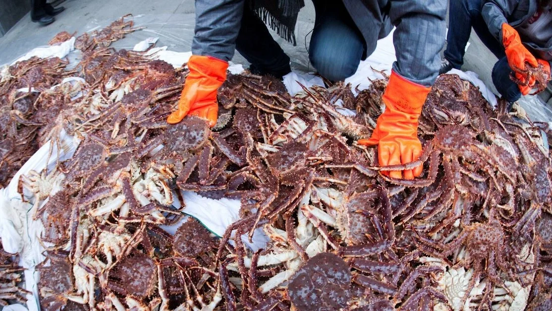 Kongekrabbe IKKE GJENBRUK foto npk