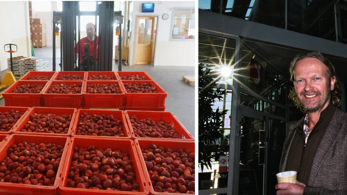 Loeftet jordbaerplukkerne frem i lyset