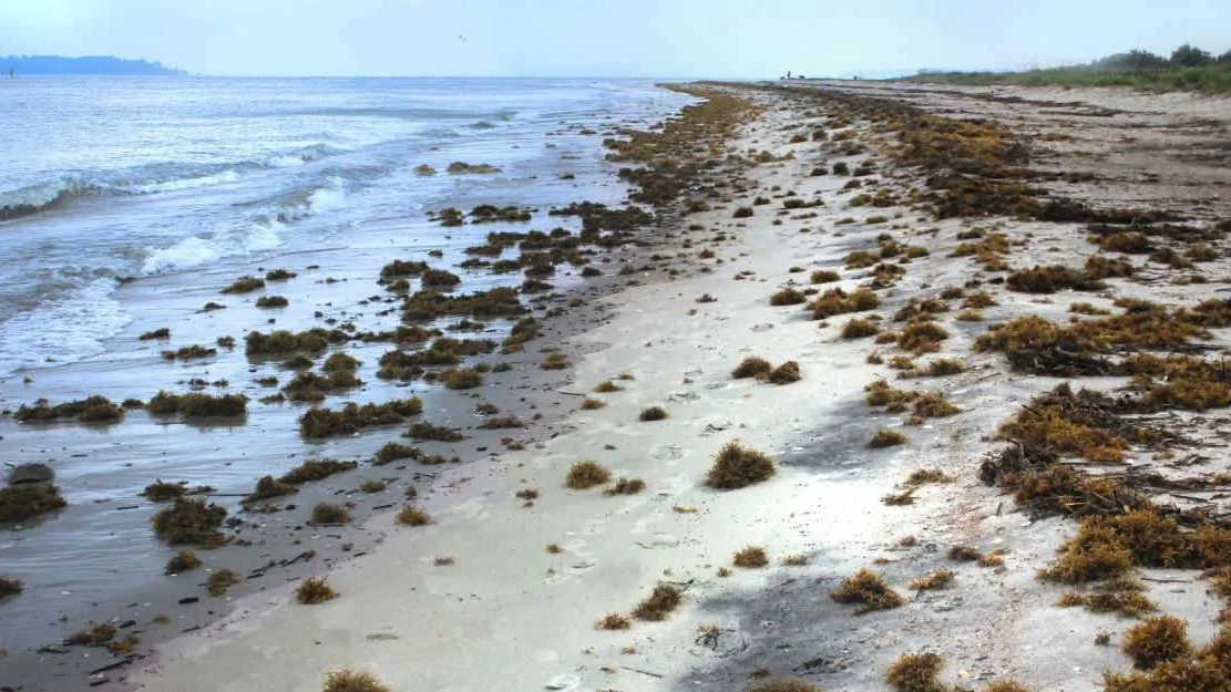 Skal lage gass og protein av sargassotare