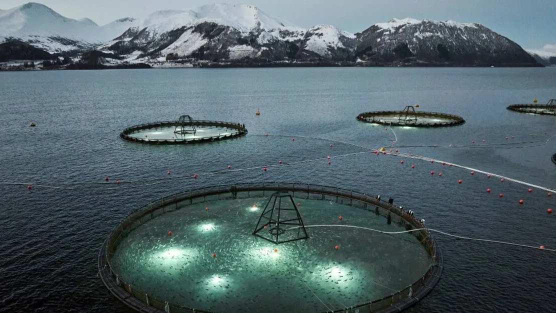 Alida torskeoppdrett foto ode