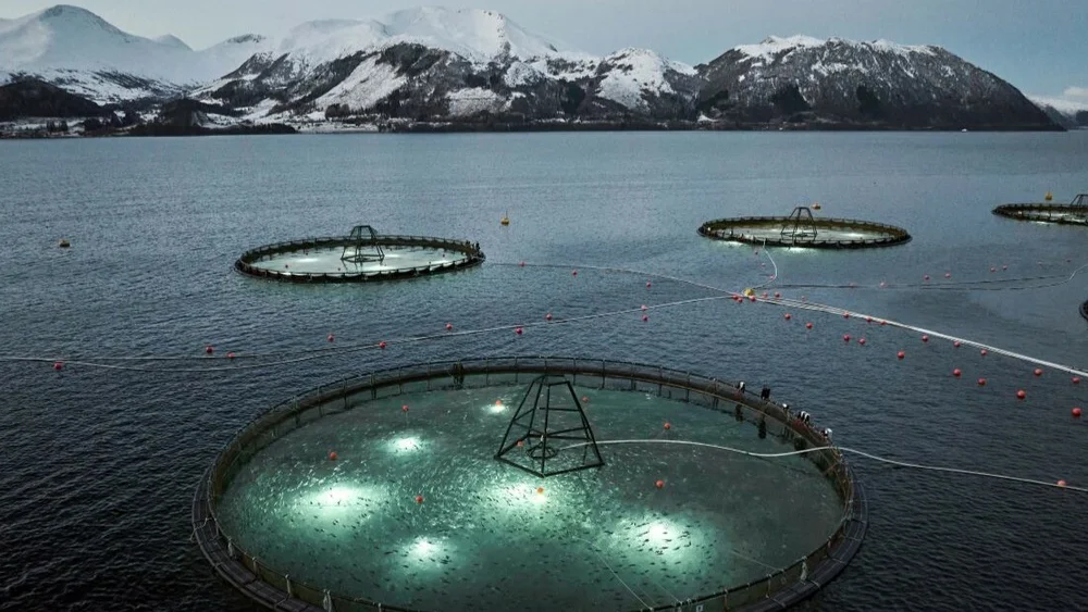 Alida torskeoppdrett foto ode