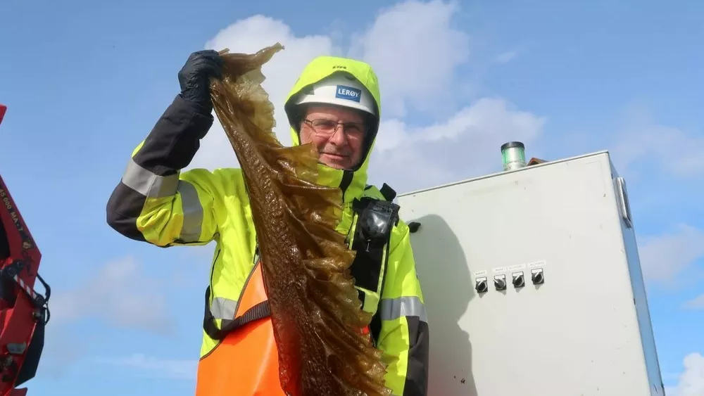 Ocean Forest IKKE GJENBRUK foto npk