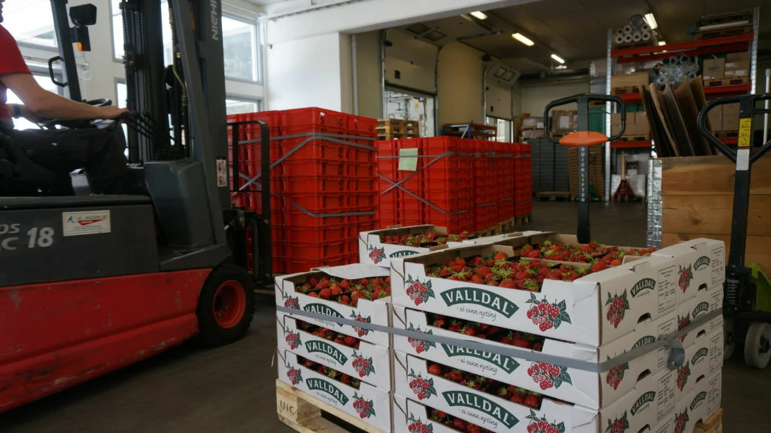 Valldal Gront lager jordbaer foto Ogne