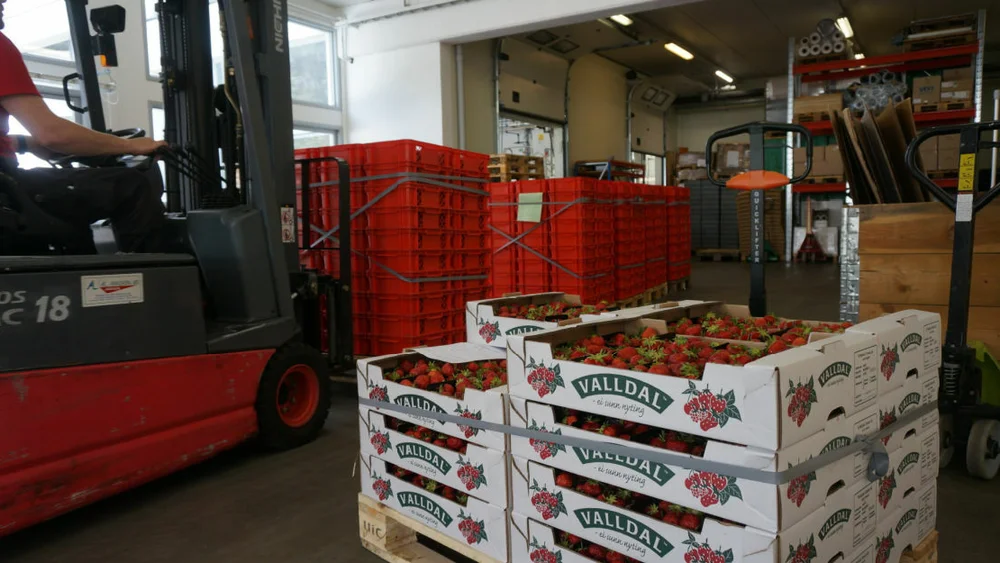 Valldal Gront lager jordbaer foto Ogne