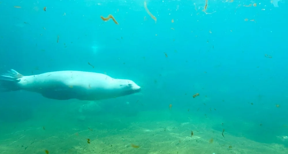 Sjoloven akvariet foto paula