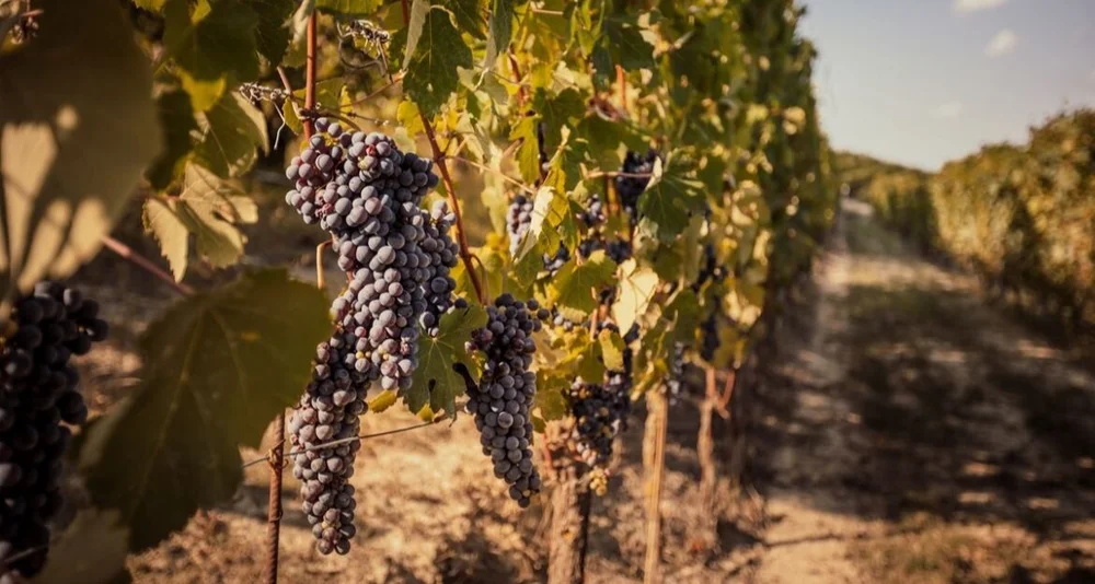 Vino Piemonte vindruer foto Vino Piemonte 2