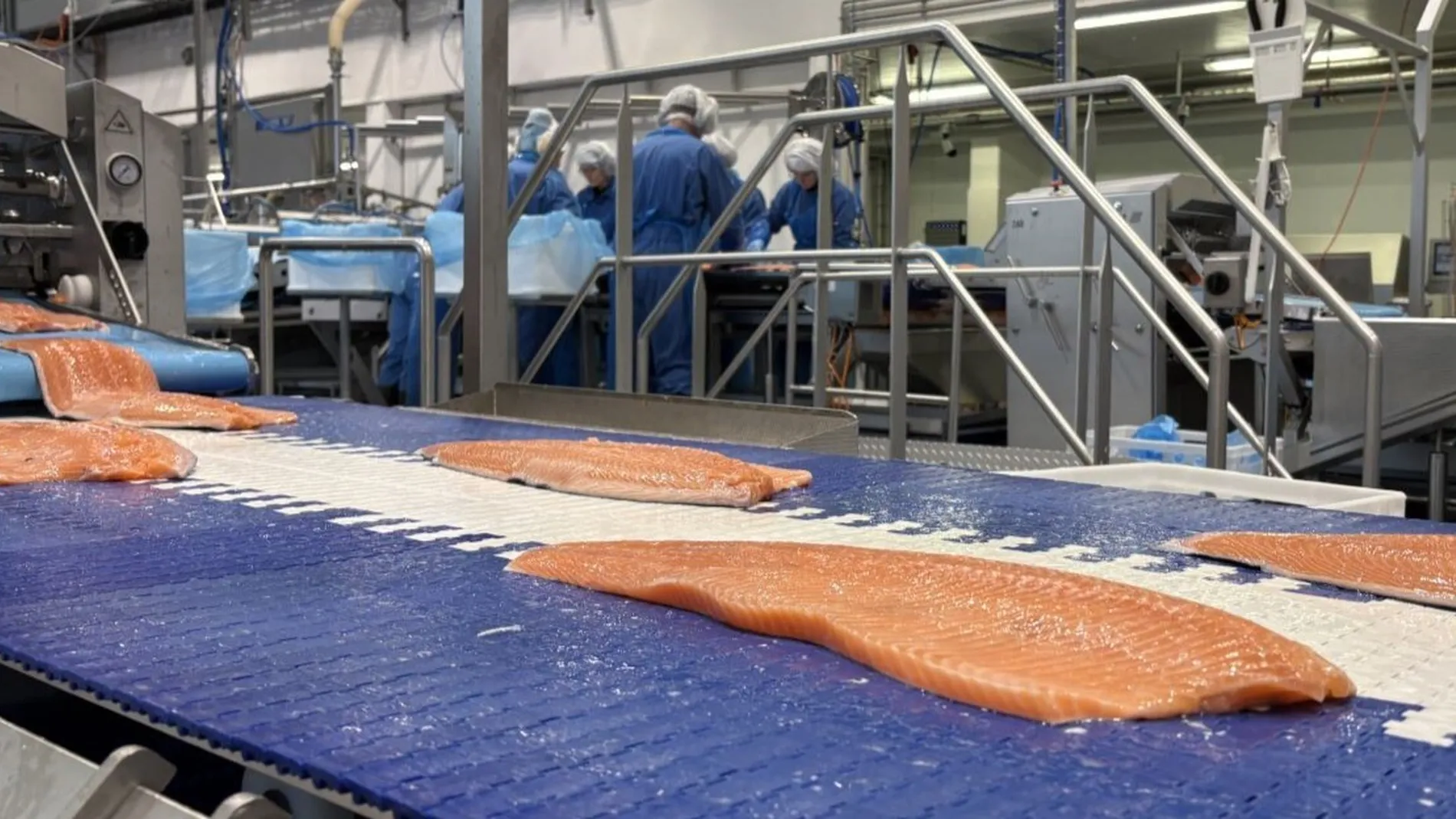 Laks fordling foto Marius 2