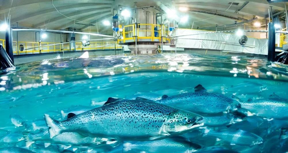 Salmon Evolution laks i tank foto Salmon Evolution