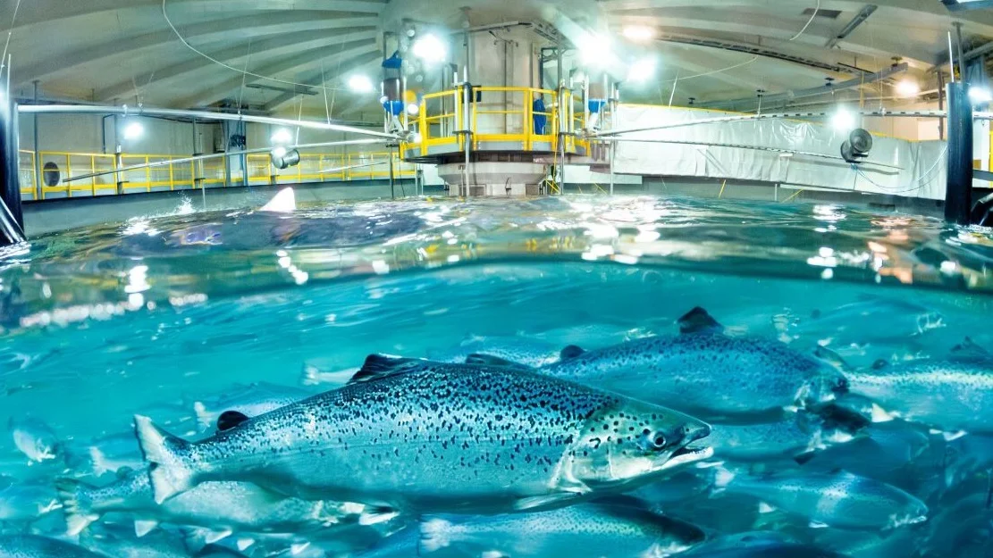 Salmon Evolution laks i tank foto Salmon Evolution