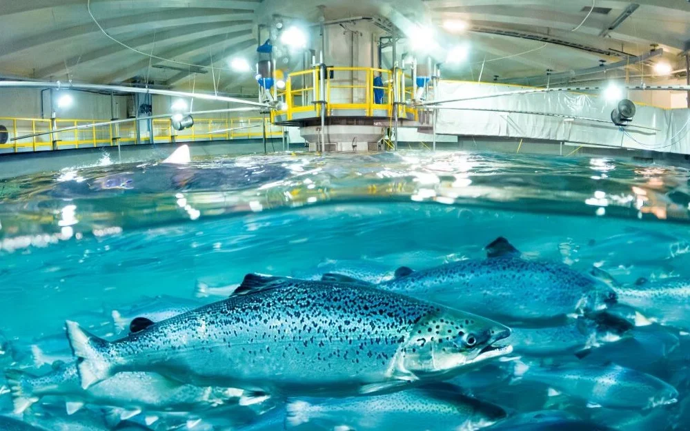 Salmon Evolution laks i tank foto Salmon Evolution