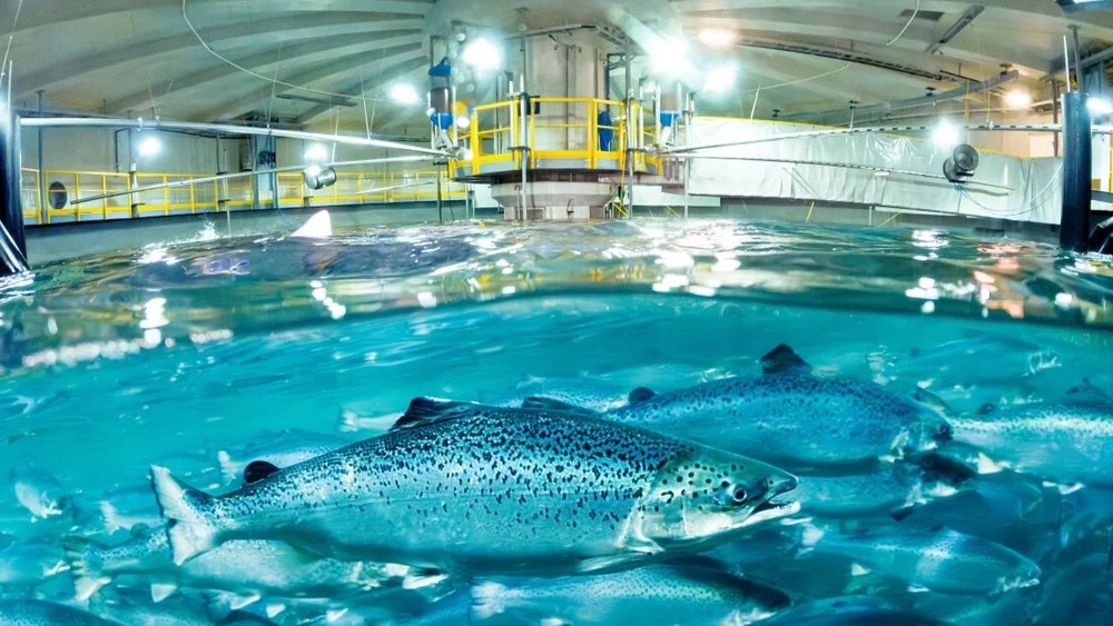 Salmon Evolution laks i tank foto Salmon Evolution