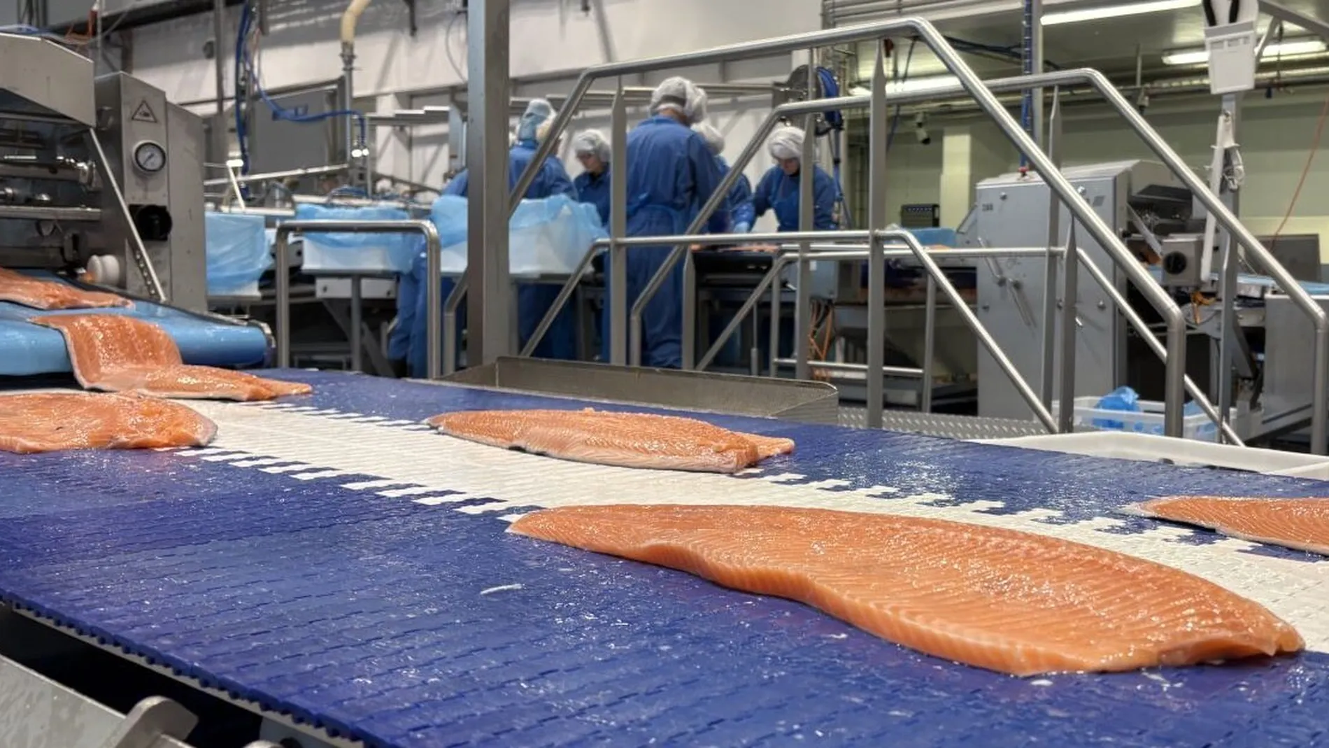 Hofseth laks foredling foto Marius 3