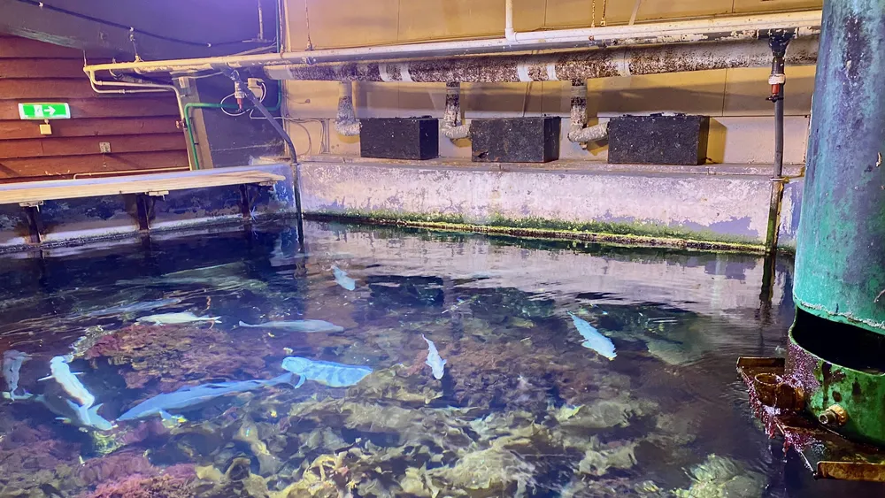 Akvariet bergen rustne vegg foto paula zwolenski 2025