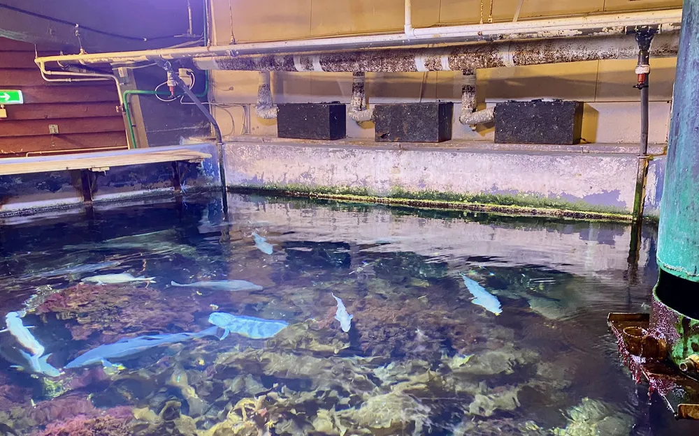 Akvariet bergen rustne vegg foto paula zwolenski 2025