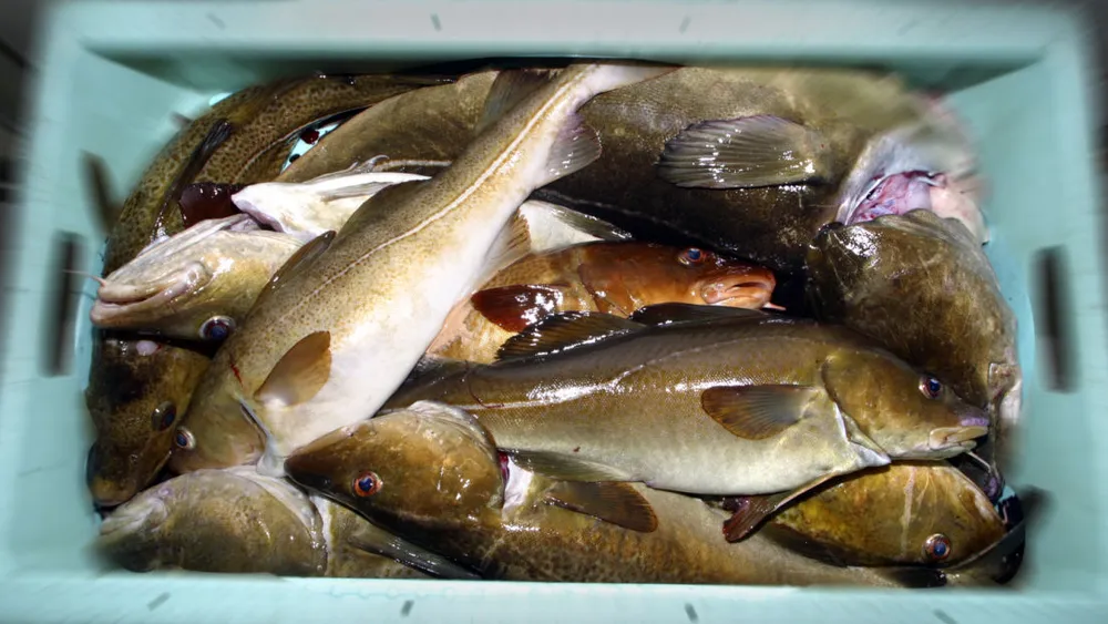 NTB ST2nic5zp HY gggggg