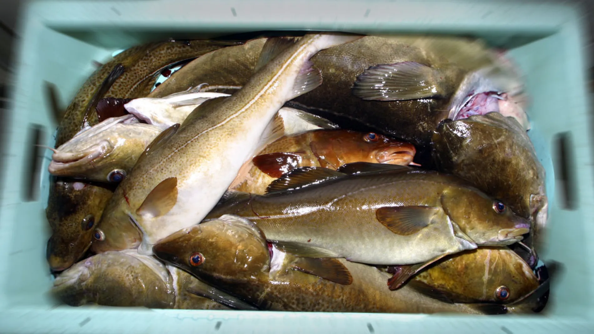 NTB ST2nic5zp HY gggggg