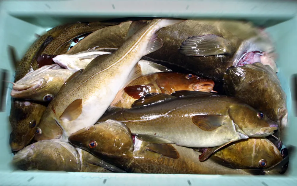 NTB ST2nic5zp HY gggggg