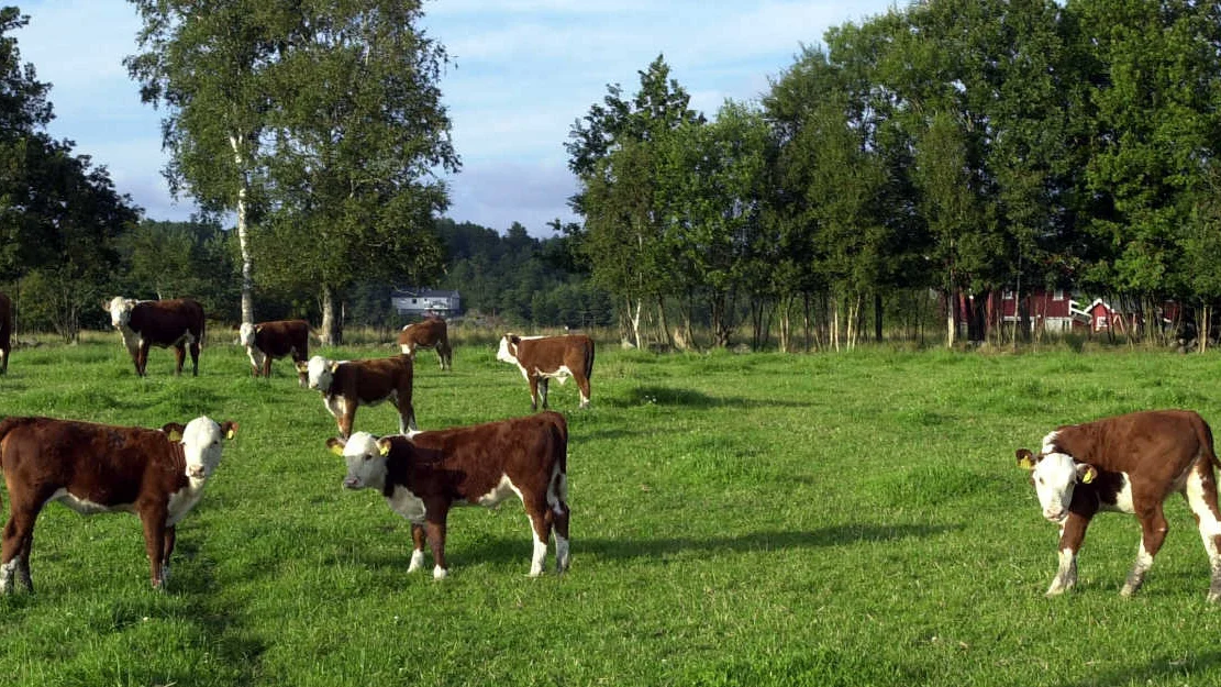 Landbruk jordbruk beite foto knut fjeldstad ntb npk 11
