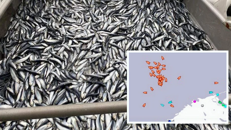 Sild innfelt marinetraffic skjermdump foto smaragd 22