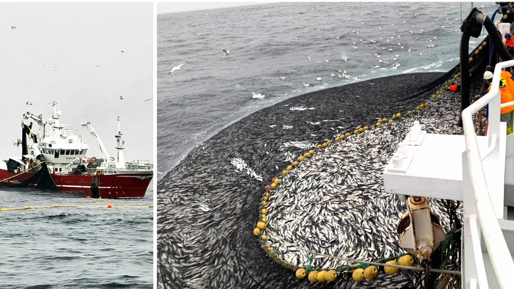 Sild ms tunfisk foto magne sjo ms tunfisk fredrik hansen 11