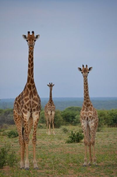 Botswana giraff