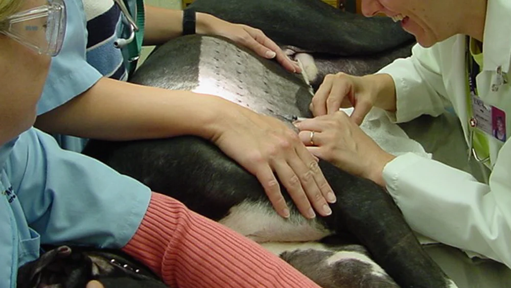 Veterinær illustrasjonsfoto foto wiki commons 11