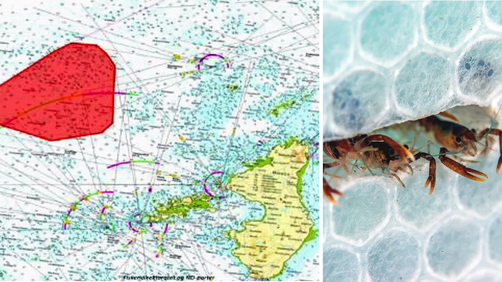 Øya sjømat hummar yngel kart montasje kart fiskeridirektoratet foto øya sjømat 11