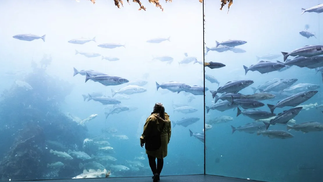 Dame ved akvarium foto The North West