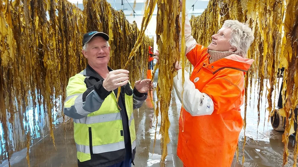 Tango Seaweed Viktor Hauge og Annelise Chapman