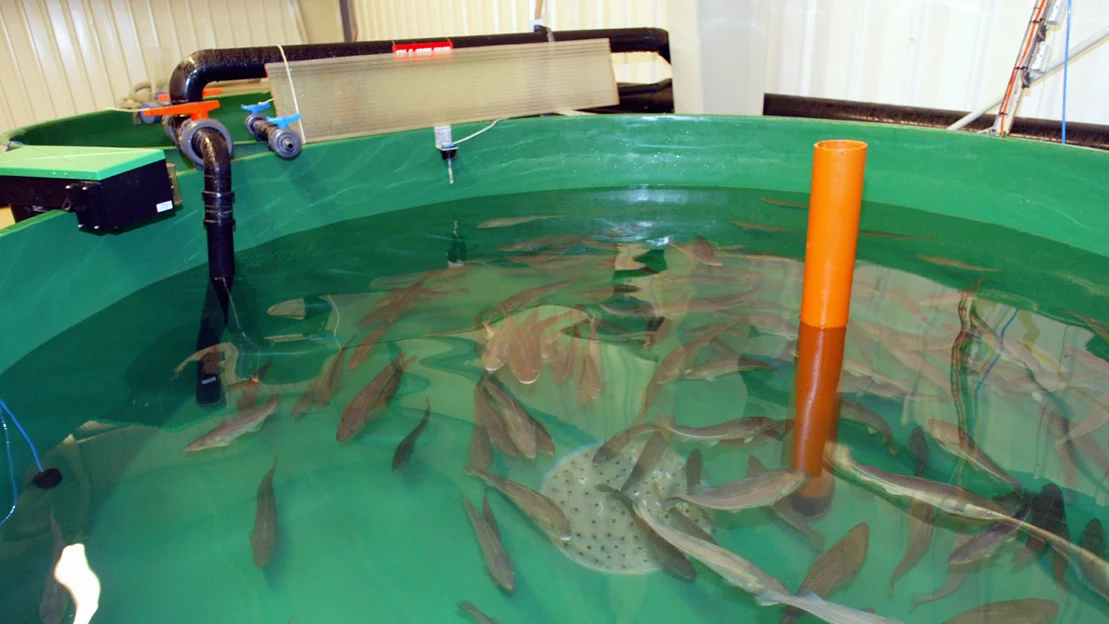 Torskeyngel foto npk ntb 11