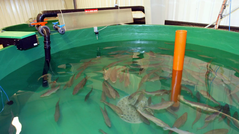 Torskeyngel foto npk ntb 11